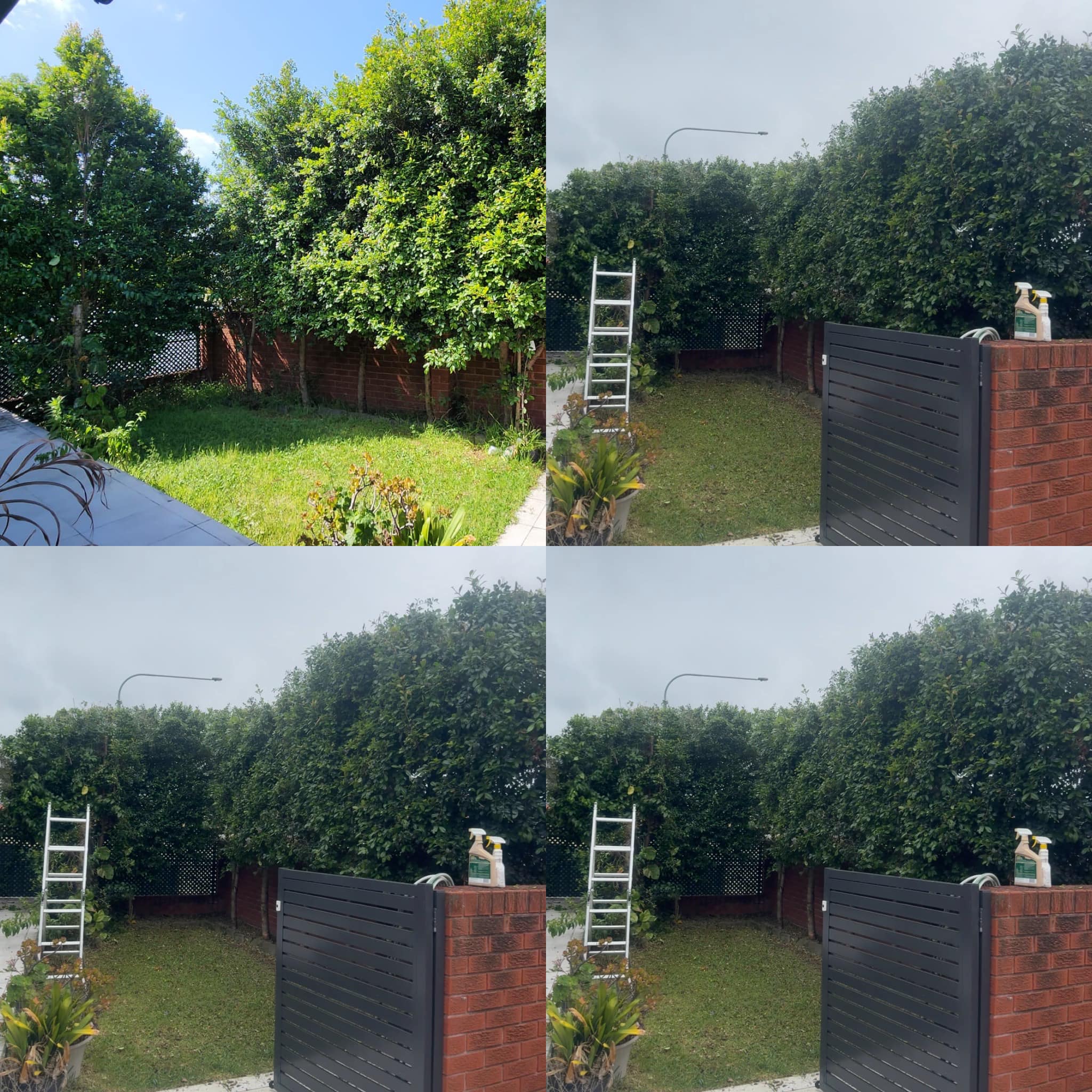 Tree crown lifting before and after in Rydalmere